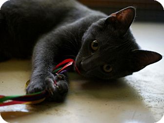 Russian Blue Kitten for Sale in Pocahontas, Arkansas - Momo Russian Blue Kitten for Sale in Pocahontas, Arkansas - Momo