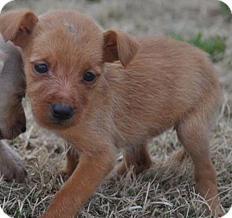 Terrier (Unknown Type, Medium) Mix Puppy for Sale in Glastonbury, Connecticut - Leesa Terrier (Unknown Type, Medium) Mix Puppy for Sale in Glastonbury, Connecticut - Leesa