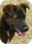 Australian Kelpie/Retriever (Unknown Type) Mix Dog for Sale in Lincolnton, North Carolina - Jonas Australian Kelpie/Retriever (Unknown Type) Mix Dog for Sale in Lincolnton, North Carolina - Jonas
