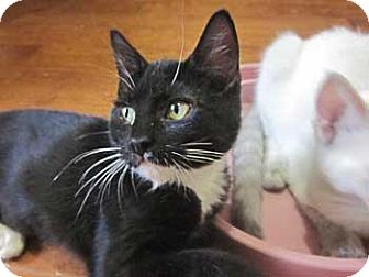 Domestic Shorthair Kitten for Sale in Vacaville, California - Hilari Domestic Shorthair Kitten for Sale in Vacaville, California - Hilari