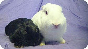 American Mix for Sale in Garland, Texas - Storm and Molly American Mix for Sale in Garland, Texas - Storm and Molly