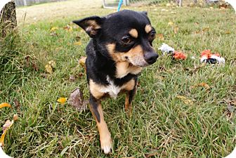 Chihuahua Mix Dog for Sale in Yuba City, California - Edward Chihuahua Mix Dog for Sale in Yuba City, California - Edward