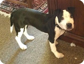 Boxer/Terrier (Unknown Type, Medium) Mix Dog for Sale in Richmond, Virginia - Skyline Boxer/Terrier (Unknown Type, Medium) Mix Dog for Sale in Richmond, Virginia - Skyline