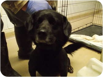 Labrador Retriever Mix Dog for Sale in New cumberland, West Virginia - Monkey Labrador Retriever Mix Dog for Sale in New cumberland, West Virginia - Monkey