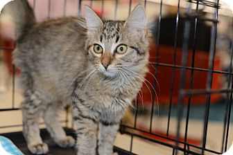 Maine Coon Kitten for Sale in Harrisburg, North Carolina - Margarite Maine Coon Kitten for Sale in Harrisburg, North Carolina - Margarite