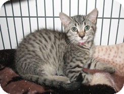Domestic Shorthair Kitten for Sale in Shelton, Washington - William Domestic Shorthair Kitten for Sale in Shelton, Washington - William