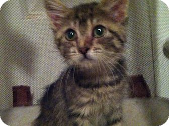 Domestic Shorthair Kitten for Sale in Pittstown, New Jersey - Rosie Domestic Shorthair Kitten for Sale in Pittstown, New Jersey - Rosie