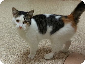 Calico Cat for Sale in Walnut, Iowa - Zoey Calico Cat for Sale in Walnut, Iowa - Zoey