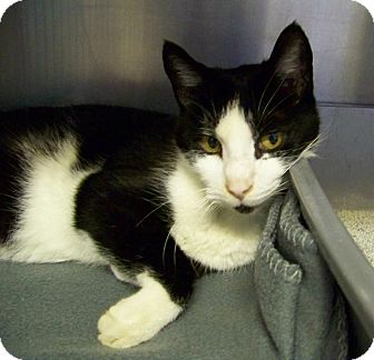 Domestic Shorthair Cat for Sale in Dover, Ohio - Lawrence Domestic Shorthair Cat for Sale in Dover, Ohio - Lawrence