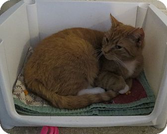 Domestic Shorthair Cat for Sale in Geneseo, Illinois - Edna Domestic Shorthair Cat for Sale in Geneseo, Illinois - Edna