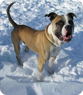 American Bulldog Mix Dog for Sale in Lisbon, Ohio - Anderson American Bulldog Mix Dog for Sale in Lisbon, Ohio - Anderson