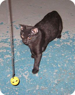 Domestic Shorthair Cat for Sale in Geneseo, Illinois - Bunny Domestic Shorthair Cat for Sale in Geneseo, Illinois - Bunny