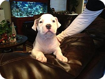 Pit Bull Terrier/Labrador Retriever Mix Puppy for Sale in La Mirada, California - Zeke Pit Bull Terrier/Labrador Retriever Mix Puppy for Sale in La Mirada, California - Zeke