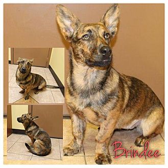 Corgi/German Shepherd Dog Mix Dog for Sale in Westland, Michigan - Brindee Corgi/German Shepherd Dog Mix Dog for Sale in Westland, Michigan - Brindee