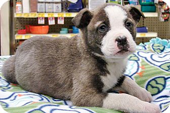 Akita Mix Puppy for Sale in Howell, Michigan - Jace Akita Mix Puppy for Sale in Howell, Michigan - Jace