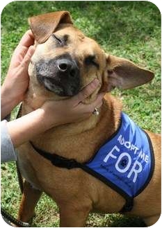 Corgi/Shepherd (Unknown Type) Mix Dog for Sale in Nanuet, New York - Fergie Corgi/Shepherd (Unknown Type) Mix Dog for Sale in Nanuet, New York - Fergie