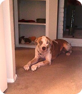 Rhodesian Ridgeback/Australian Shepherd Mix Dog for Sale in Missouri City, Texas - Rex Rhodesian Ridgeback/Australian Shepherd Mix Dog for Sale in Missouri City, Texas - Rex