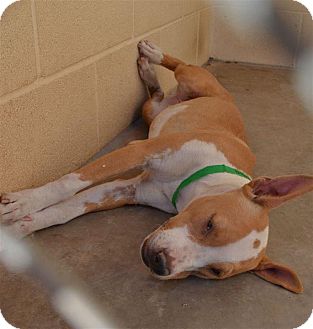 American Staffordshire Terrier/American Pit Bull Terrier Mix Dog for Sale in NA, Oklahoma - Sweet, Playful Crystal American Staffordshire Terrier/American Pit Bull Terrier Mix Dog for Sale in NA, Oklahoma - Sweet, Playful Crystal