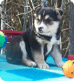Husky/Shepherd (Unknown Type) Mix Puppy for Sale in Sussex, New Jersey - Magic Husky/Shepherd (Unknown Type) Mix Puppy for Sale in Sussex, New Jersey - Magic