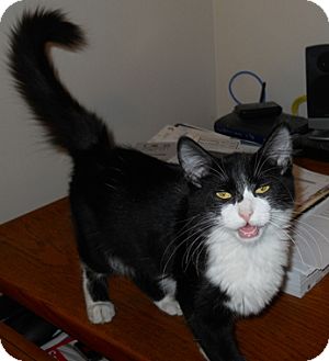 Domestic Mediumhair Cat for Sale in North Highlands, California - Kato Domestic Mediumhair Cat for Sale in North Highlands, California - Kato