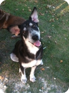 Husky Mix Dog for Sale in Granbury, Texas - Dozer - Courtesy Post Husky Mix Dog for Sale in Granbury, Texas - Dozer - Courtesy Post