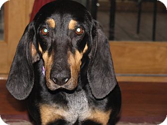 Black and Tan Coonhound Mix Dog for Sale in Bluff city, Tennessee - CELIA Black and Tan Coonhound Mix Dog for Sale in Bluff city, Tennessee - CELIA