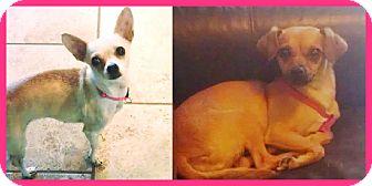 Chihuahua Mix Dog for Sale in Scottsdale, Arizona - Reese Chihuahua Mix Dog for Sale in Scottsdale, Arizona - Reese