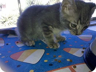 Domestic Shorthair Kitten for Sale in Phoenix, Arizona - BUBBA Domestic Shorthair Kitten for Sale in Phoenix, Arizona - BUBBA