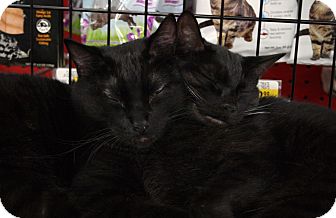 Domestic Shorthair Cat for Sale in La Canada Flintridge, California - Danny Domestic Shorthair Cat for Sale in La Canada Flintridge, California - Danny