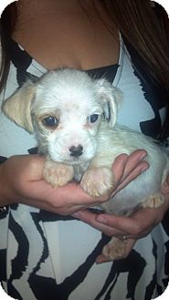 Schnauzer (Miniature)/Shih Tzu Mix Puppy for Sale in Hazard, Kentucky - Tuffy Schnauzer (Miniature)/Shih Tzu Mix Puppy for Sale in Hazard, Kentucky - Tuffy