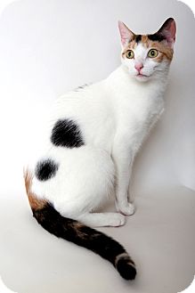 Domestic Shorthair Cat for Sale in Manhattan, New York - Margaux Domestic Shorthair Cat for Sale in Manhattan, New York - Margaux