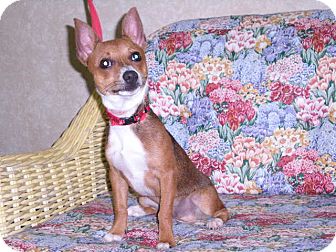 Chihuahua Mix Dog for Sale in New Castle, Pennsylvania - Chihuahua Mix Dog for Sale in New Castle, Pennsylvania -