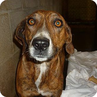 Mountain Cur Mix Dog for Sale in Linden, Tennessee - Izzy Mountain Cur Mix Dog for Sale in Linden, Tennessee - Izzy
