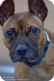 Basenji Mix Dog for Sale in Brooklyn, New York - Liza Basenji Mix Dog for Sale in Brooklyn, New York - Liza