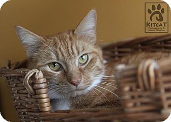 Domestic Shorthair Cat for Sale in Lancaster, Massachusetts - Amber Domestic Shorthair Cat for Sale in Lancaster, Massachusetts - Amber