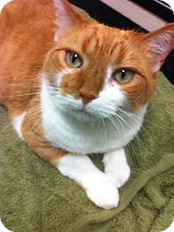 Domestic Shorthair Cat for Sale in Warminster, Pennsylvania - Bonnie Domestic Shorthair Cat for Sale in Warminster, Pennsylvania - Bonnie