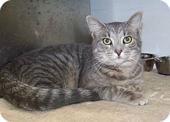 Domestic Shorthair Cat for Sale in Dover, Ohio - Rowley Domestic Shorthair Cat for Sale in Dover, Ohio - Rowley