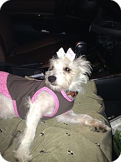 Terrier (Unknown Type, Small)/Poodle (Miniature) Mix Puppy for Sale in San Diego, California - COCO Terrier (Unknown Type, Small)/Poodle (Miniature) Mix Puppy for Sale in San Diego, California - COCO