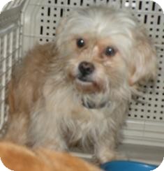 Chihuahua/Poodle (Miniature) Mix Dog for Sale in Medford, Massachusetts - Squeakie Chihuahua/Poodle (Miniature) Mix Dog for Sale in Medford, Massachusetts - Squeakie