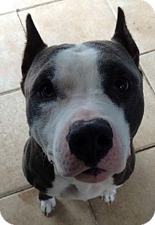 American Pit Bull Terrier Dog for Sale in Gainesville, Florida - Frankie American Pit Bull Terrier Dog for Sale in Gainesville, Florida - Frankie