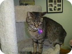 Domestic Shorthair Cat for Sale in Hamburg, New York - Madaline Domestic Shorthair Cat for Sale in Hamburg, New York - Madaline