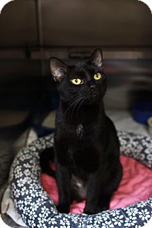 Domestic Shorthair Cat for Sale in St. Petersburg, Florida - Betty Domestic Shorthair Cat for Sale in St. Petersburg, Florida - Betty