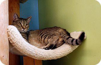 Domestic Shorthair Cat for Sale in Chicago, Illinois - Peton Domestic Shorthair Cat for Sale in Chicago, Illinois - Peton