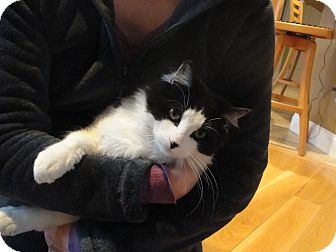 Domestic Longhair Cat for Sale in Southington, Connecticut - Cappy Domestic Longhair Cat for Sale in Southington, Connecticut - Cappy
