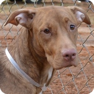 Hound (Unknown Type)/Labrador Retriever Mix Dog for Sale in Athens, Georgia - Gina Hound (Unknown Type)/Labrador Retriever Mix Dog for Sale in Athens, Georgia - Gina