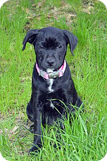 Boston Terrier Mix Puppy for Sale in Clinton, Louisiana - Bee Bee Boston Terrier Mix Puppy for Sale in Clinton, Louisiana - Bee Bee
