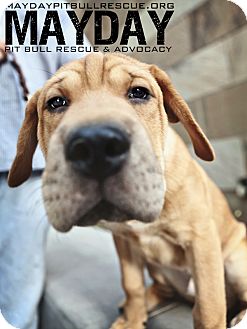 Shar Pei/Catahoula Leopard Dog Mix Puppy for Sale in Phoenix, Arizona - Mal Jr Jr Shar Pei/Catahoula Leopard Dog Mix Puppy for Sale in Phoenix, Arizona - Mal Jr Jr