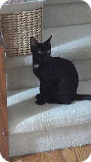 Domestic Shorthair Kitten for Sale in Sterling Hgts, Michigan - Cricket (nighttime cuddler) Domestic Shorthair Kitten for Sale in Sterling Hgts, Michigan - Cricket (nighttime cuddler)