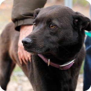 Labrador Retriever/Terrier (Unknown Type, Medium) Mix Dog for Sale in Athens, Georgia - Kumba Labrador Retriever/Terrier (Unknown Type, Medium) Mix Dog for Sale in Athens, Georgia - Kumba
