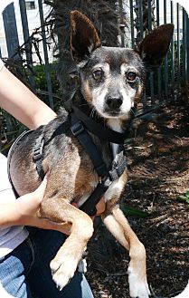 Chihuahua Mix Dog for Sale in Chula Vista, California - Sargent Chihuahua Mix Dog for Sale in Chula Vista, California - Sargent
